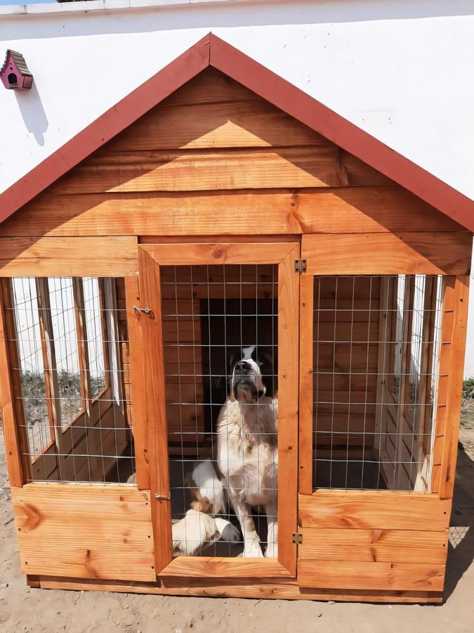 Dog kennel